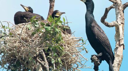 Schädling oder Sündenbock? Seit Jahren klagen Fischer im Land Brandenburg über Ertragseinbußen durch den Kormoran. Nach einer langen Erholungsphase ist die Zahl der Brutpaare des einst fast ausgestorbenen Fischjägers 2011 wieder deutlich eingebrochen.