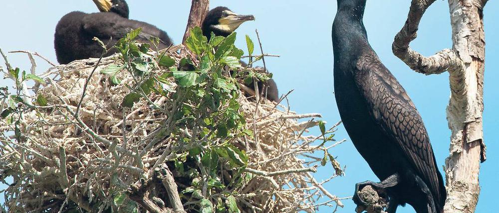 Schädling oder Sündenbock? Seit Jahren klagen Fischer im Land Brandenburg über Ertragseinbußen durch den Kormoran. Nach einer langen Erholungsphase ist die Zahl der Brutpaare des einst fast ausgestorbenen Fischjägers 2011 wieder deutlich eingebrochen.