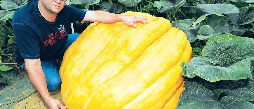 Gigantisch. Kürbiszüchter Oliver Langheim misst seinen Riesenkürbis der Sorte „Atlantic Giant“. Der Kürbis ist 325 Kilogramm schwer und hat einen Durchmesser von mehr als einem Meter.