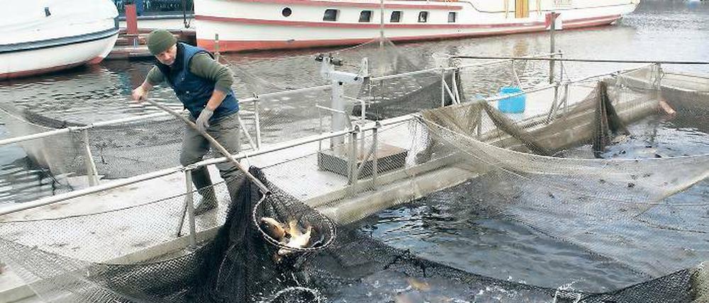 Zander, Hecht, Aal ... Mario Weber fährt jeden Tag zum Fischfang hinaus. Doch wie andere Fischer in Brandenburg klagt auch der Potsdamer über Probleme. Die Bestände der wichtigsten Fischarten gehen zurück.