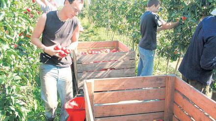 Frust nach Frost. Von satten Ernteerträgen wie 2006 können märkische Obstbauern in diesem Jahr nur träumen. Ein Kälteeinbruch im Mai hat einen Großteil der Blüten erfrieren lassen. Statistiker erwarten die schlechteste Apfelernte seit 20 Jahren.