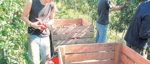 Frust nach Frost. Von satten Ernteerträgen wie 2006 können märkische Obstbauern in diesem Jahr nur träumen. Ein Kälteeinbruch im Mai hat einen Großteil der Blüten erfrieren lassen. Statistiker erwarten die schlechteste Apfelernte seit 20 Jahren.