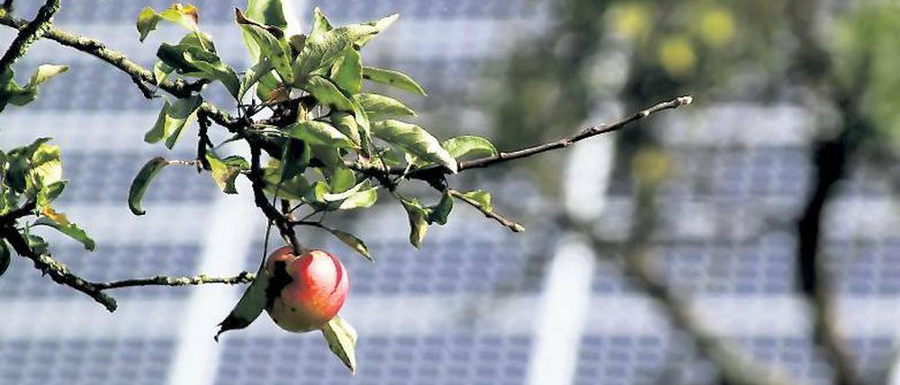 Michendorfer Wahrzeichen: Wie der Apfelbaum prägen immer öfter auch Photovoltaikanlagen das Bild in den Orten.