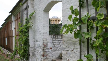Wein an alten Ziegeln. An den weiß getünchten Lepèreschen Mauern soll künftig nicht nur Wein ranken, sondern auch wieder Obst wachsen.