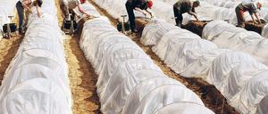 Tunnel der Triebe. Die Folien schützen die Spargelbeete vor Witterungsunbilden. Helfer aus Polen stechen wie hier im Beelitzer Ortsteil Elsholz vielerorts jetzt die Spargelstangen.