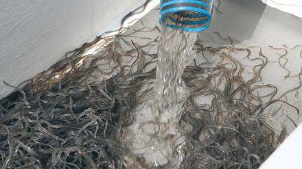 Wie lebende Bambussprossen. Glasaale sind nur etwa sieben Zentimeter lang und 0,3 Gramm schwer. Die Jungfische müssen noch sechs Jahre warten, bis sie geschlechtsreif werden und zum Laichen in die Sargassosee aufbrechen  wo sie dann sterben.