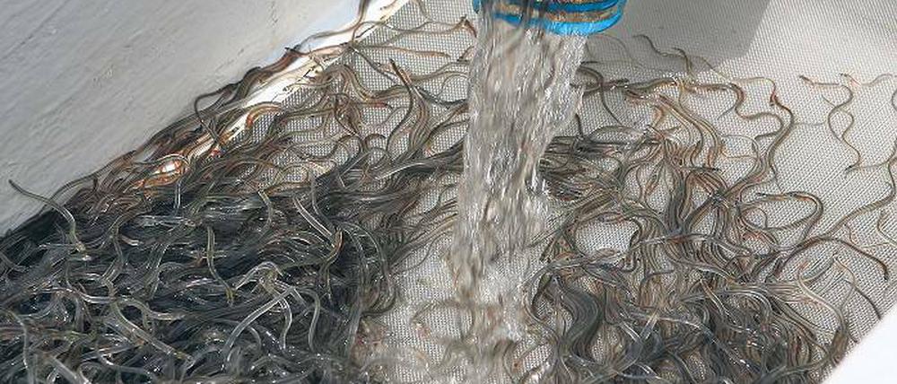 Wie lebende Bambussprossen. Glasaale sind nur etwa sieben Zentimeter lang und 0,3 Gramm schwer. Die Jungfische müssen noch sechs Jahre warten, bis sie geschlechtsreif werden und zum Laichen in die Sargassosee aufbrechen  wo sie dann sterben.