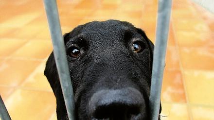 So kann ein Tierheim aussehen: Ein Labrador im Tierheim Falkenberg in Berlin. In Potsdam soll das neue Heim am Weg nach Bornim Platz für bis zu 50 Hunde bieten.