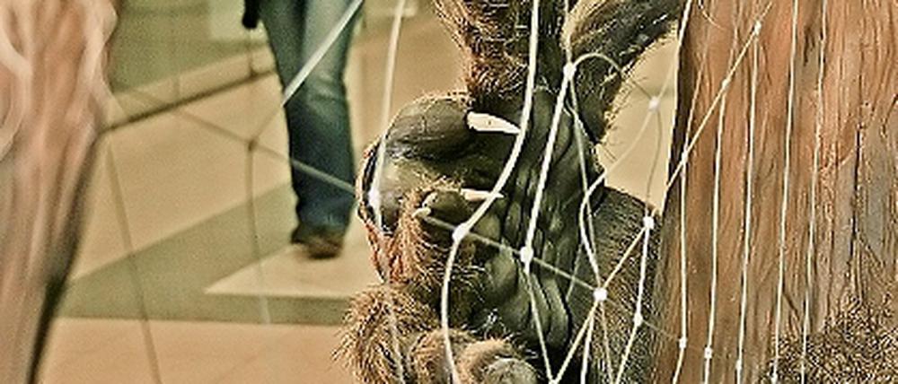 Im Netz dieser Urspinne hätten sich sogar Katzen verfangen und wären leckere Beute des haarigen Räubers geworden. So steht es im Begleittext zur Evolutionsausstellung. Katzen gab es vor 400 Millionen Jahren allerdings noch nicht.