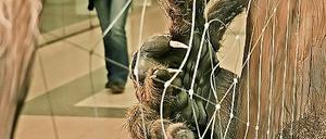 Im Netz dieser Urspinne hätten sich sogar Katzen verfangen und wären leckere Beute des haarigen Räubers geworden. So steht es im Begleittext zur Evolutionsausstellung. Katzen gab es vor 400 Millionen Jahren allerdings noch nicht.