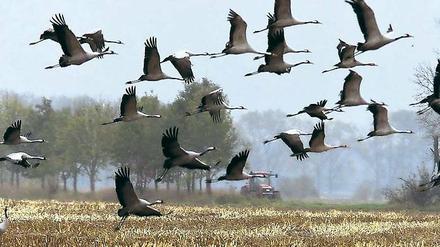 Bedrohter Lebensraum. Im Vogelschutzgebiet nahe Belzig können Vogelkundler immer noch viele Kraniche beobachten. Doch brüten immer weniger Tiere in der Region. Das liegt auch am Rückgang von landwirtschaftlichen Brachflächen, die neuerdings wieder für den Anbau von Pflanzen zur Gewinnung alternativer Energien genutzt werden.