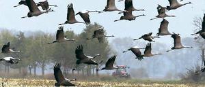 Bedrohter Lebensraum. Im Vogelschutzgebiet nahe Belzig können Vogelkundler immer noch viele Kraniche beobachten. Doch brüten immer weniger Tiere in der Region. Das liegt auch am Rückgang von landwirtschaftlichen Brachflächen, die neuerdings wieder für den Anbau von Pflanzen zur Gewinnung alternativer Energien genutzt werden.
