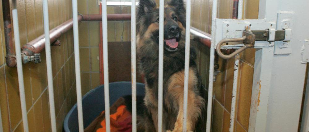 Potsdamer Interessenten für Tiere, die ein neues Zuhause suchen, müssen derzeit nach Beelitz ins „Pfötchenhotel“ fahren. Dorthin werden die Fundtiere gebracht, weil es in der Landeshauptstadt seit Jahren kein Tierheim gibt.