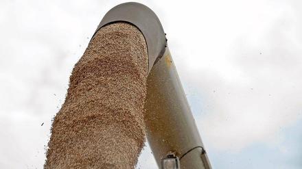 Goldenes Getreide unter grauem Himmel: Die Ernte im Landkreis ist wieder zur Zitterpartie geworden.
