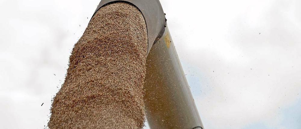 Goldenes Getreide unter grauem Himmel: Die Ernte im Landkreis ist wieder zur Zitterpartie geworden.