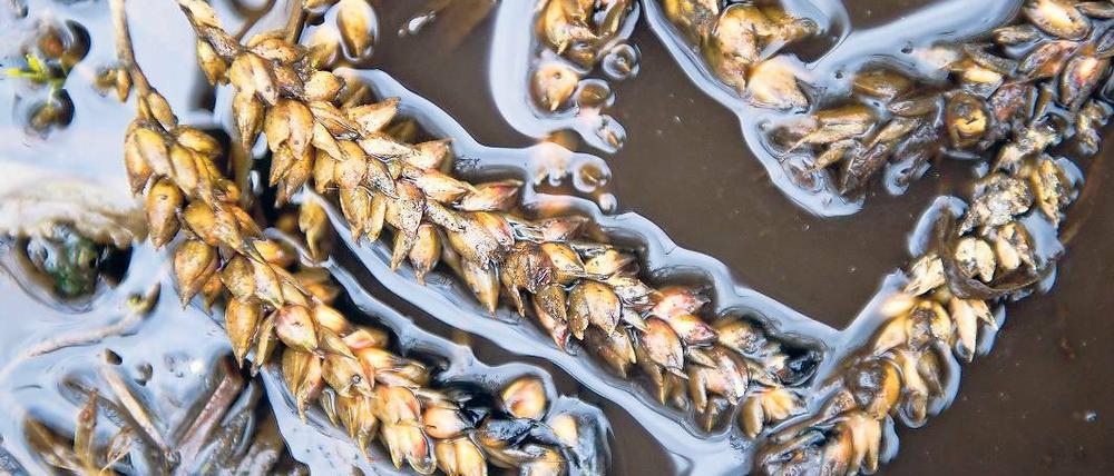 Wasser-Weizen. Erst Trockenheit, dann Dauerregen, die Ernteverluste sind groß.