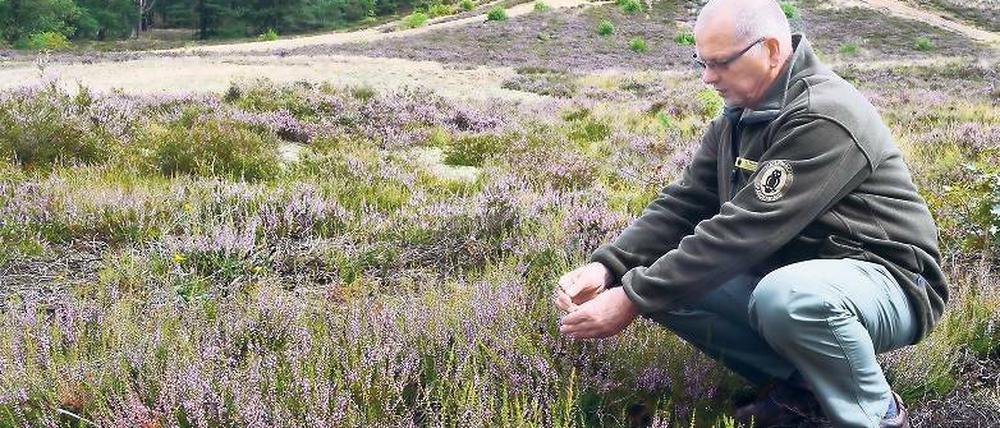 Drei Wochen früher als sonst blüht in diesem Jahr das Heidekraut.