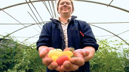 Vielfalt. Christof Blank zeigt in einem Gewächshaus des Vereins Vern in Greiffenberg bei Angermünde unterschiedliche Tomatensorten.