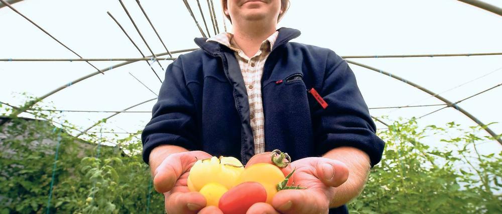 Vielfalt. Christof Blank zeigt in einem Gewächshaus des Vereins Vern in Greiffenberg bei Angermünde unterschiedliche Tomatensorten.