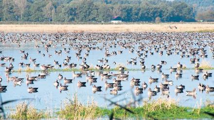 Die Natur hält wieder Einzug: Seit der Wende entwickeln sich die „Ungeheuerwiesen“ zwischen dem Königsgraben und der Fresdorfer Heide allmählich zum Moor zurück. Der Prozess soll beschleunigt werden – denn Moore binden Kohlendioxid, filtern und speichern Wasser und können zur Biomassegewinnung genutzt werden.
