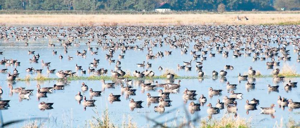 Die Natur hält wieder Einzug: Seit der Wende entwickeln sich die „Ungeheuerwiesen“ zwischen dem Königsgraben und der Fresdorfer Heide allmählich zum Moor zurück. Der Prozess soll beschleunigt werden – denn Moore binden Kohlendioxid, filtern und speichern Wasser und können zur Biomassegewinnung genutzt werden.