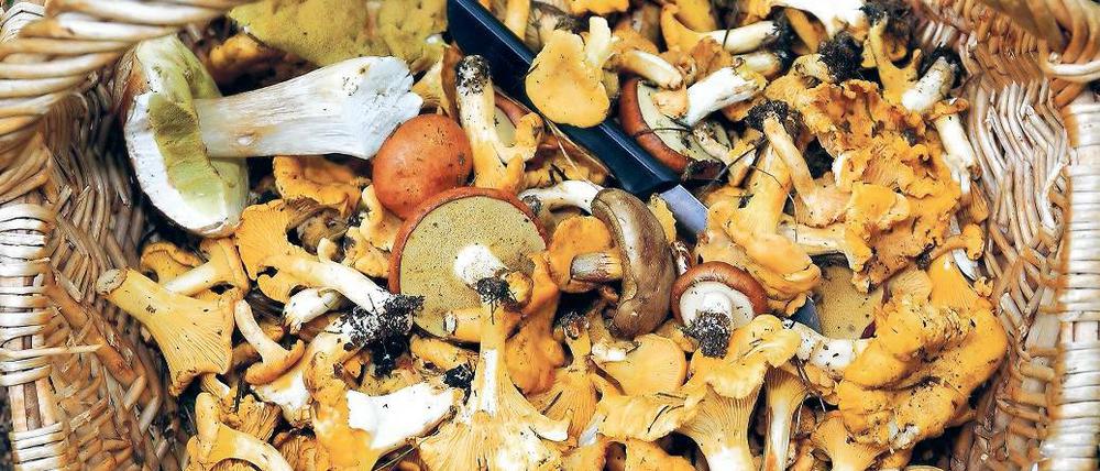 Gefüllte Körbe. Eine reiche Pilzernte verspricht schon der diesjährige Sommer. Die eigentliche Pilzsaison beginnt normalerweise im September.