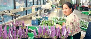 Versuchspflanzen. Eine junge Mitarbeiterin aus China sortiert „Arabidopsis thaliana“ für molekularbiologische Untersuchungen. Die „Ackerschmalwand“ war die erste Pflanze, deren gesamte genetische Information aufgedeckt werden konnte.