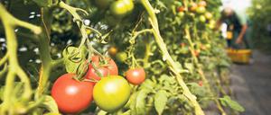 Vitaminbomben. Obst und Gemüse sind reich an Vitaminen.