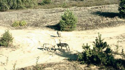 Auf Entdeckungstour im märkischen Sand: Eine automatische Kamera auf dem ehemaligen Truppenübungsplatz zwischen Jüterbog und Treuenbrietzen hat die drei jungen Wölfe festgehalten. Es ist der erste Beweis, dass sich Isegrim auch hier vermehrt.