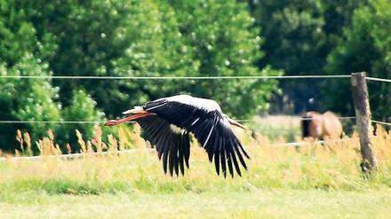 Idylle bei Potsdam. Eine Storch im Nuthe-Nieplitz-Naturpark.