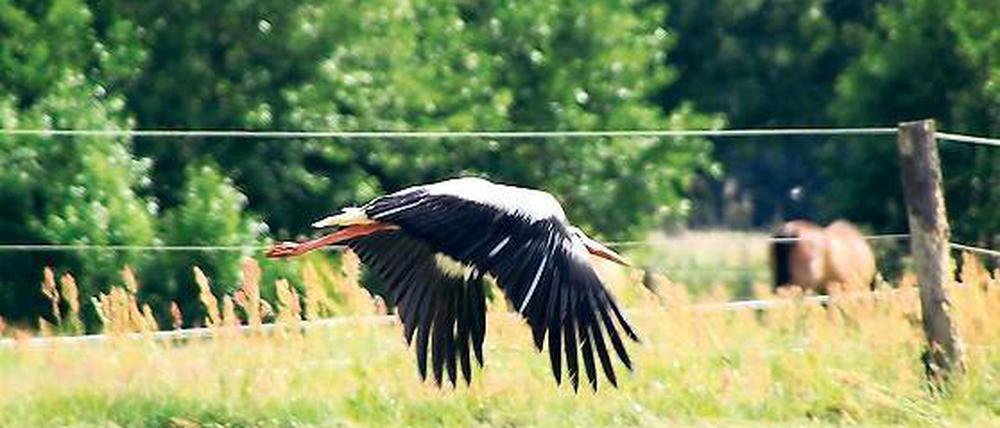 Idylle bei Potsdam. Eine Storch im Nuthe-Nieplitz-Naturpark.