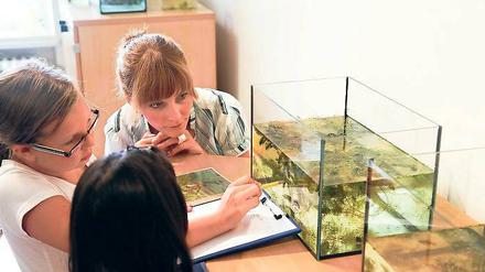Spannende Wasserwelt. Museumspädagogin Anette Hass erklärt den Ferienkindern der Kita Spatzenhaus, wie der Wasserkäfer Luft holt und sich ernährt.