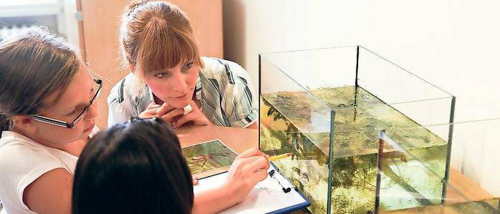 Spannende Wasserwelt. Museumspädagogin Anette Hass erklärt den Ferienkindern der Kita Spatzenhaus, wie der Wasserkäfer Luft holt und sich ernährt.