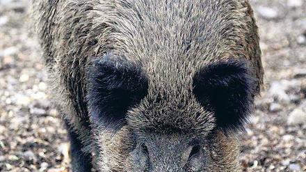 Nicht immer so friedlich: Wildschweine in Kleinmachnow.