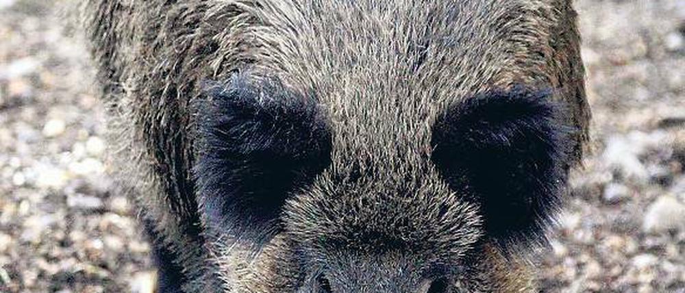 Nicht immer so friedlich: Wildschweine in Kleinmachnow.