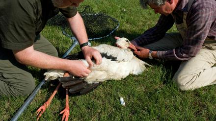 Tierarzt Andreas Valentin (l.) und Anwohner Bernd Brodhofer kümmern sich am Dienstag (12.07.11) in Hohenwutzen um den verletzten Weißstorch Hansi (Ciconia ciconia). Das Tier hatte zweimal Beruhigungsmittel in Fischen verabreicht bekommen und war nicht eingeschlafen. Als der Vogel mit einem Kescher gefangen war, konnte der Angelhaken, der in seinem rechten Bein steckte, problemlos entfernt werden.