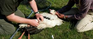 Tierarzt Andreas Valentin (l.) und Anwohner Bernd Brodhofer kümmern sich am Dienstag (12.07.11) in Hohenwutzen um den verletzten Weißstorch Hansi (Ciconia ciconia). Das Tier hatte zweimal Beruhigungsmittel in Fischen verabreicht bekommen und war nicht eingeschlafen. Als der Vogel mit einem Kescher gefangen war, konnte der Angelhaken, der in seinem rechten Bein steckte, problemlos entfernt werden.