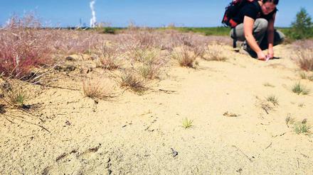 Spurensicherung. Verhaltensbiologin Helene Moeslinger vom Kontaktbüro Wolfsregion Lausitz vermisst im ehemaligen Tagebau Nochten (Sachsen) den frischen Abdruck einer Wolfspfote im Sand.