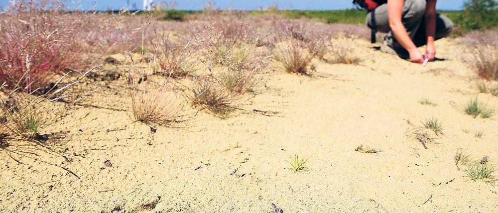 Spurensicherung. Verhaltensbiologin Helene Moeslinger vom Kontaktbüro Wolfsregion Lausitz vermisst im ehemaligen Tagebau Nochten (Sachsen) den frischen Abdruck einer Wolfspfote im Sand.