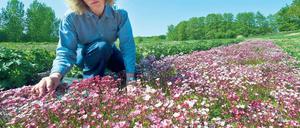 Moossteinbrech. Uta Kietsch hockt zwischen blühenden Pflanzen.