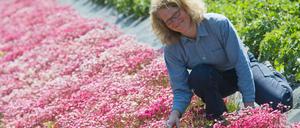 Uta Kietsch von der Firma Wildsamen-Insel im nordbrandenburgischen Dorf Temmen (Uckermark), hockt zwischen blühenden Moossteinbrech-Pflanzen.