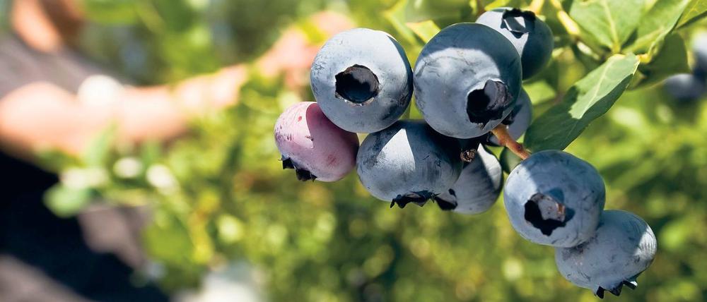 Ein Erntehelfer aus Polen pflückt in den Heilstätten Heidelbeeren.