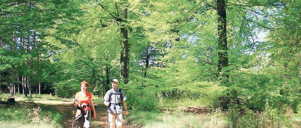 Wanderer im Naturschutzgebiet Flämingbuchen bei Spring.