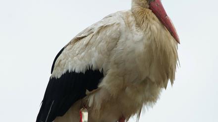 Storch Hans, wie Anwohner liebevoll den Adebar nennen, steht am Freitag (08.07.2011) mit einem Metallkörper am oberen Bein hängend auf einem Schornstein im brandenburgischen Hohenwutzen.