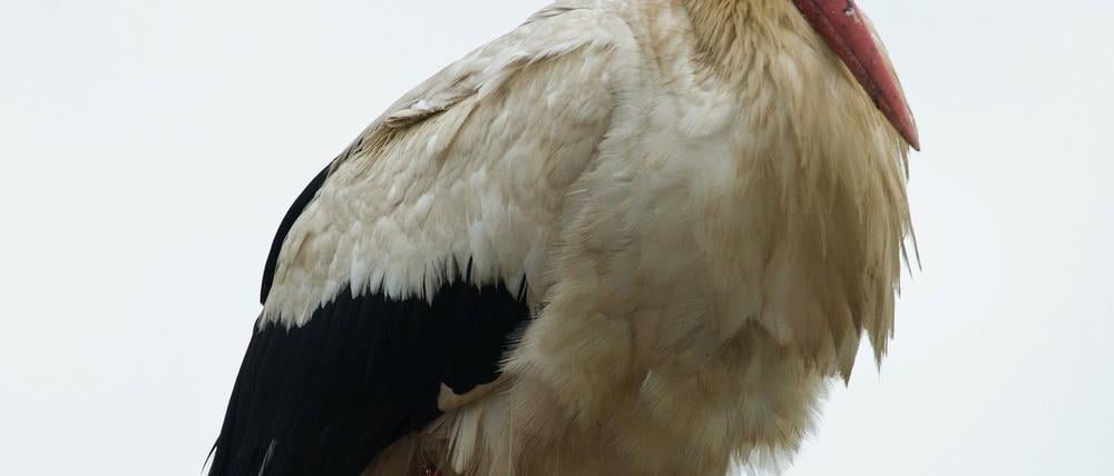 Storch Hans, wie Anwohner liebevoll den Adebar nennen, steht am Freitag (08.07.2011) mit einem Metallkörper am oberen Bein hängend auf einem Schornstein im brandenburgischen Hohenwutzen.