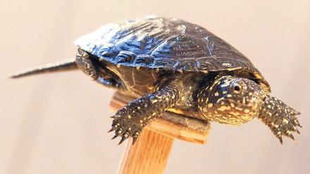 Fast ausgestorben. Ein Jungtier der Europäischen Sumpfschildkröte liegt am Montag in der Naturschutzstation Rhinluch auf einem Holzpodest. Von der Europäischen Sumpfschildkröte gibt es nur noch weniger als 70 erwachsene Tiere.