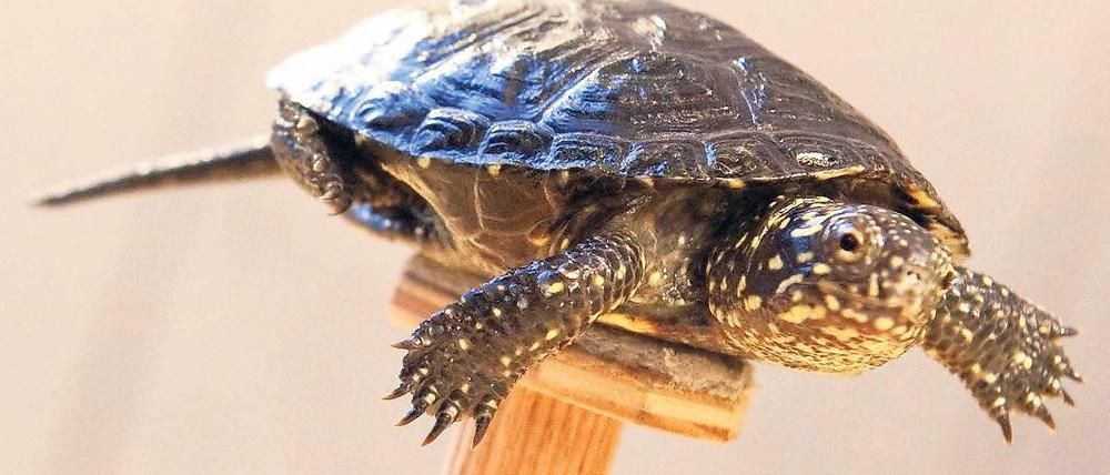 Fast ausgestorben. Ein Jungtier der Europäischen Sumpfschildkröte liegt am Montag in der Naturschutzstation Rhinluch auf einem Holzpodest. Von der Europäischen Sumpfschildkröte gibt es nur noch weniger als 70 erwachsene Tiere.