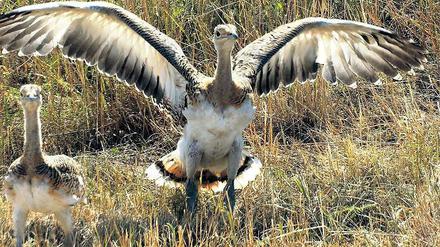 Ausgewildert. Zwei junge Großtrappen erkunden in den Belziger Landschaftswiesen bei Baitz ihre Heimat. Sie gelten als die größten flugfähigen Vögel der Welt und sind vom Aussterben bedroht. Großtrappen werden geschützt und sind eine Touristenattraktion.