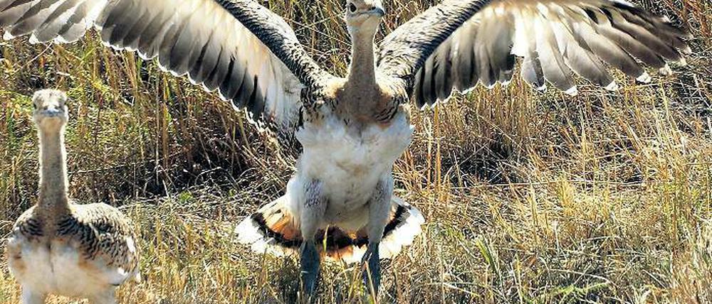 Ausgewildert. Zwei junge Großtrappen erkunden in den Belziger Landschaftswiesen bei Baitz ihre Heimat. Sie gelten als die größten flugfähigen Vögel der Welt und sind vom Aussterben bedroht. Großtrappen werden geschützt und sind eine Touristenattraktion.