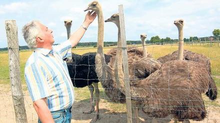 Von wegen Kopf in den Sand: Die Strauße von Manfred Drogosch sind der Hingucker an der Straße nach Salzbrunn.